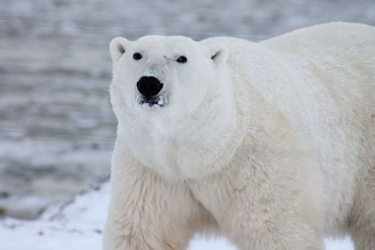 How polar bears provide food for other Arctic species